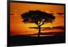 Silhouetted Camelthorn Tree at Sunset-Paul Souders-Framed Photographic Print