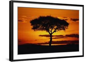 Silhouetted Camelthorn Tree at Sunset-Paul Souders-Framed Photographic Print