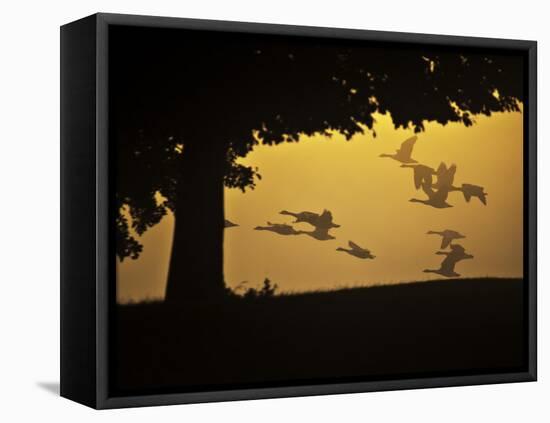 Silhouetted Canada Geese, Branta Canadensis, in Flight-Alex Saberi-Framed Stretched Canvas