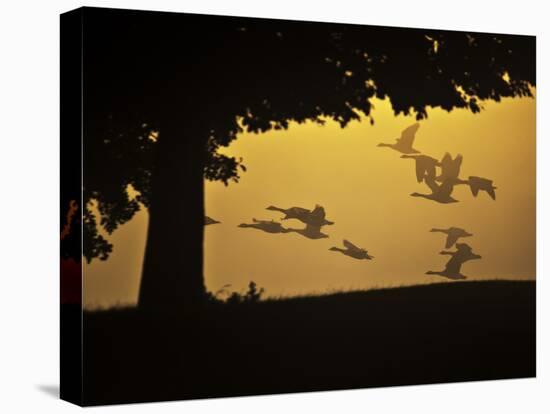 Silhouetted Canada Geese, Branta Canadensis, in Flight-Alex Saberi-Stretched Canvas