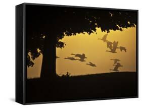 Silhouetted Canada Geese, Branta Canadensis, in Flight-Alex Saberi-Framed Stretched Canvas