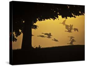 Silhouetted Canada Geese, Branta Canadensis, in Flight-Alex Saberi-Stretched Canvas