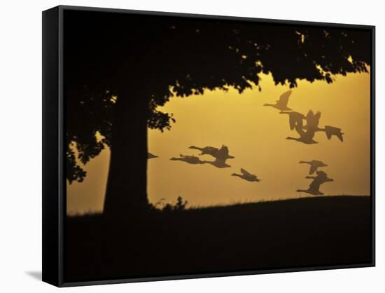 Silhouetted Canada Geese, Branta Canadensis, in Flight-Alex Saberi-Framed Stretched Canvas