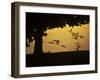 Silhouetted Canada Geese, Branta Canadensis, in Flight-Alex Saberi-Framed Photographic Print