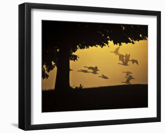 Silhouetted Canada Geese, Branta Canadensis, in Flight-Alex Saberi-Framed Photographic Print