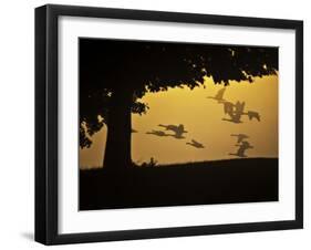 Silhouetted Canada Geese, Branta Canadensis, in Flight-Alex Saberi-Framed Photographic Print