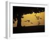 Silhouetted Canada Geese, Branta Canadensis, in Flight-Alex Saberi-Framed Photographic Print