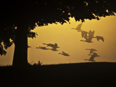 https://imgc.allpostersimages.com/img/posters/silhouetted-canada-geese-branta-canadensis-in-flight_u-L-PHUFXQ0.jpg?artPerspective=n