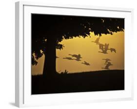 Silhouetted Canada Geese, Branta Canadensis, in Flight-Alex Saberi-Framed Photographic Print