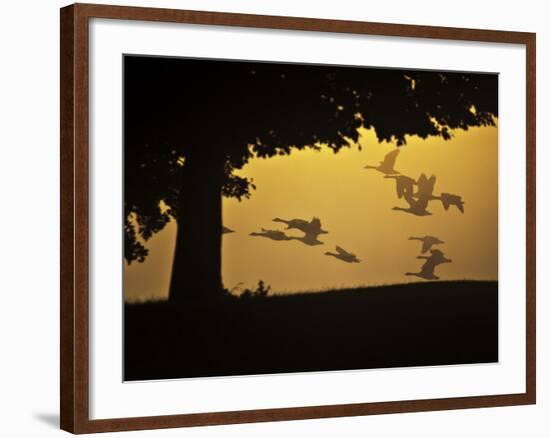 Silhouetted Canada Geese, Branta Canadensis, in Flight-Alex Saberi-Framed Photographic Print