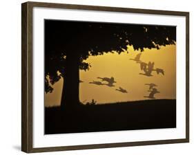 Silhouetted Canada Geese, Branta Canadensis, in Flight-Alex Saberi-Framed Photographic Print