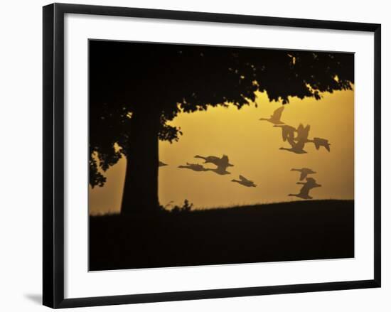 Silhouetted Canada Geese, Branta Canadensis, in Flight-Alex Saberi-Framed Photographic Print