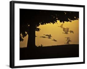 Silhouetted Canada Geese, Branta Canadensis, in Flight-Alex Saberi-Framed Photographic Print