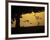 Silhouetted Canada Geese, Branta Canadensis, in Flight-Alex Saberi-Framed Photographic Print