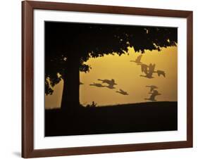 Silhouetted Canada Geese, Branta Canadensis, in Flight-Alex Saberi-Framed Photographic Print