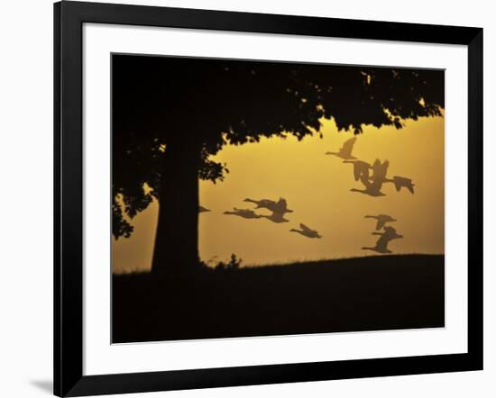 Silhouetted Canada Geese, Branta Canadensis, in Flight-Alex Saberi-Framed Photographic Print