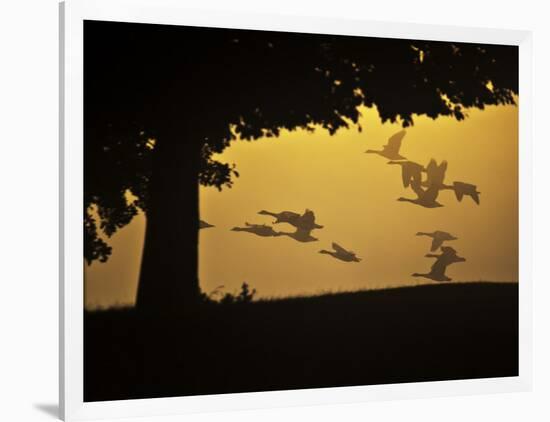 Silhouetted Canada Geese, Branta Canadensis, in Flight-Alex Saberi-Framed Photographic Print