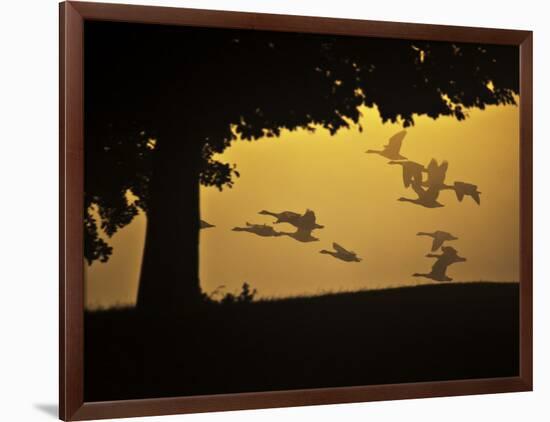 Silhouetted Canada Geese, Branta Canadensis, in Flight-Alex Saberi-Framed Photographic Print