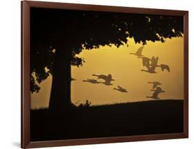 Silhouetted Canada Geese, Branta Canadensis, in Flight-Alex Saberi-Framed Photographic Print