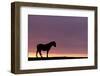 Silhouetted Dartmoor Pony (Equus Caballus) at Sunrise, Combestone Tor, Dartmoor Np, Devon, UK-Ross Hoddinott-Framed Photographic Print