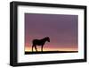 Silhouetted Dartmoor Pony (Equus Caballus) at Sunrise, Combestone Tor, Dartmoor Np, Devon, UK-Ross Hoddinott-Framed Photographic Print