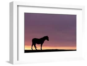 Silhouetted Dartmoor Pony (Equus Caballus) at Sunrise, Combestone Tor, Dartmoor Np, Devon, UK-Ross Hoddinott-Framed Photographic Print