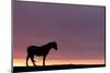 Silhouetted Dartmoor Pony (Equus Caballus) at Sunrise, Combestone Tor, Dartmoor Np, Devon, UK-Ross Hoddinott-Mounted Photographic Print