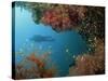 Silhouetted Diver Above Reef Off Saparua Island, Moluccas, Indonesia, Southeast Asia-Murray Louise-Stretched Canvas