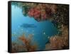 Silhouetted Diver Above Reef Off Saparua Island, Moluccas, Indonesia, Southeast Asia-Murray Louise-Framed Stretched Canvas