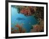 Silhouetted Diver Above Reef Off Saparua Island, Moluccas, Indonesia, Southeast Asia-Murray Louise-Framed Premium Photographic Print