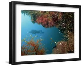 Silhouetted Diver Above Reef Off Saparua Island, Moluccas, Indonesia, Southeast Asia-Murray Louise-Framed Photographic Print