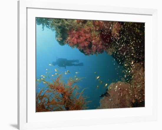 Silhouetted Diver Above Reef Off Saparua Island, Moluccas, Indonesia, Southeast Asia-Murray Louise-Framed Photographic Print