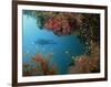 Silhouetted Diver Above Reef Off Saparua Island, Moluccas, Indonesia, Southeast Asia-Murray Louise-Framed Photographic Print