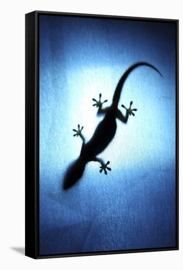 Silhouetted Gecko-Robbie Shone-Framed Stretched Canvas