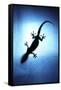 Silhouetted Gecko-Robbie Shone-Framed Stretched Canvas