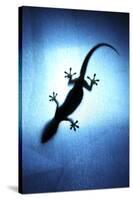 Silhouetted Gecko-Robbie Shone-Stretched Canvas