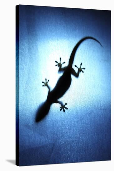 Silhouetted Gecko-Robbie Shone-Stretched Canvas