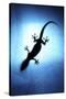 Silhouetted Gecko-Robbie Shone-Stretched Canvas