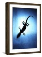 Silhouetted Gecko-Robbie Shone-Framed Photographic Print