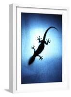 Silhouetted Gecko-Robbie Shone-Framed Photographic Print