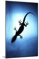 Silhouetted Gecko-Robbie Shone-Mounted Photographic Print