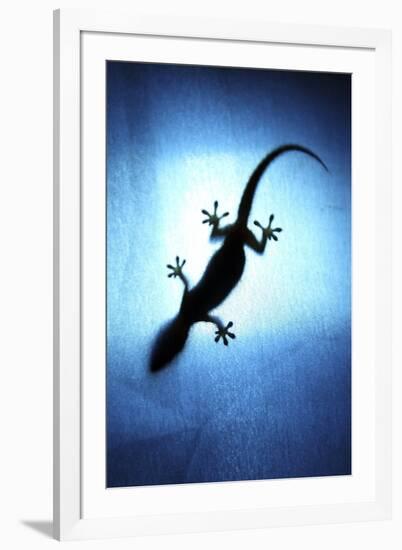 Silhouetted Gecko-Robbie Shone-Framed Photographic Print