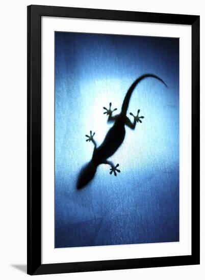 Silhouetted Gecko-Robbie Shone-Framed Photographic Print