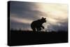 Silhouetted Grizzly Cub Running-W. Perry Conway-Stretched Canvas