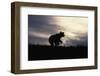 Silhouetted Grizzly Cub Running-W. Perry Conway-Framed Photographic Print