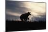 Silhouetted Grizzly Cub Running-W. Perry Conway-Mounted Photographic Print