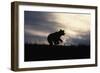 Silhouetted Grizzly Cub Running-W. Perry Conway-Framed Photographic Print