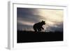 Silhouetted Grizzly Cub Running-W. Perry Conway-Framed Photographic Print