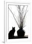 Silhouetted image of a cat by a flower pot, Los Angeles, California, USA.-Julien McRoberts-Framed Photographic Print