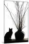 Silhouetted image of a cat by a flower pot, Los Angeles, California, USA.-Julien McRoberts-Mounted Premium Photographic Print